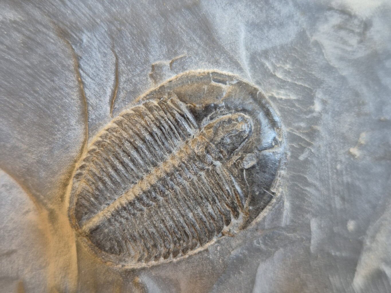 Trilobite Utah3