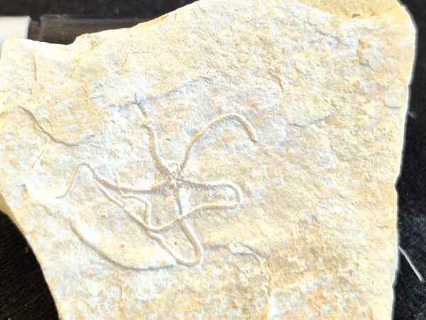 Ophiures1