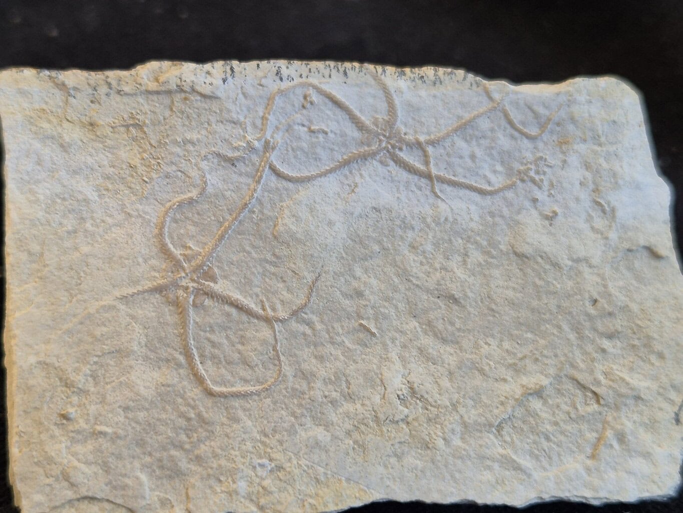 Ophiures Sinosura