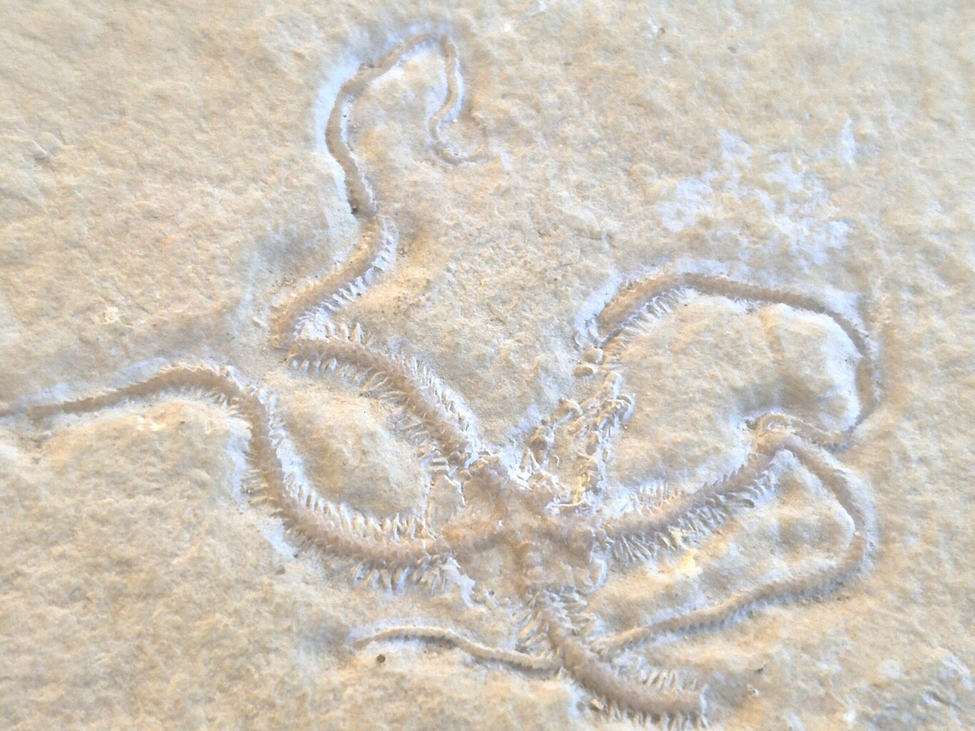 Ophiopetra