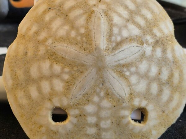 Amphiope bioculata 