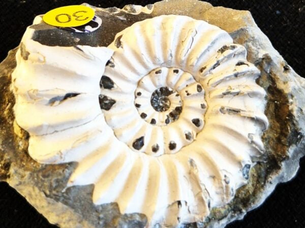 Pleuroceras du pliensbachien