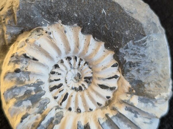 Pleuroceras du pliensbachien1