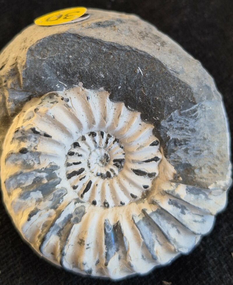 Pleuroceras du pliensbachien1
