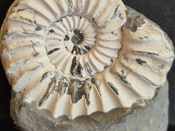 Pleuroceras du pliensbachien2