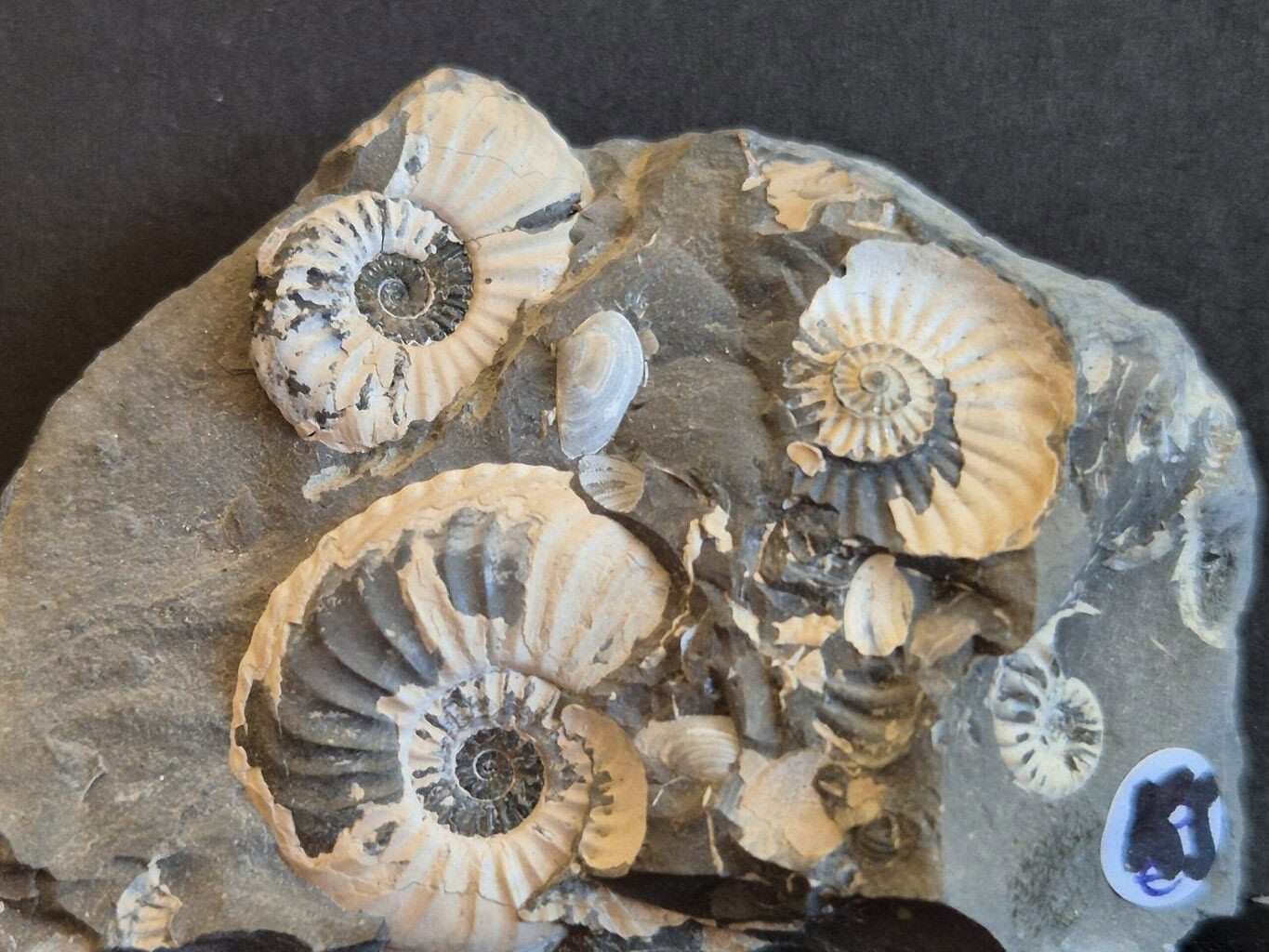 Pleuroceras salebrosum1