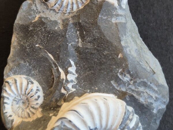 Pleuroceras bloc de 3