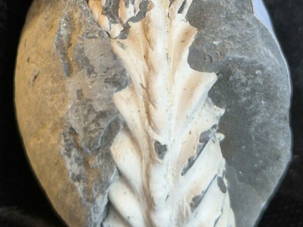 Pleuroceras du pliensbachien3