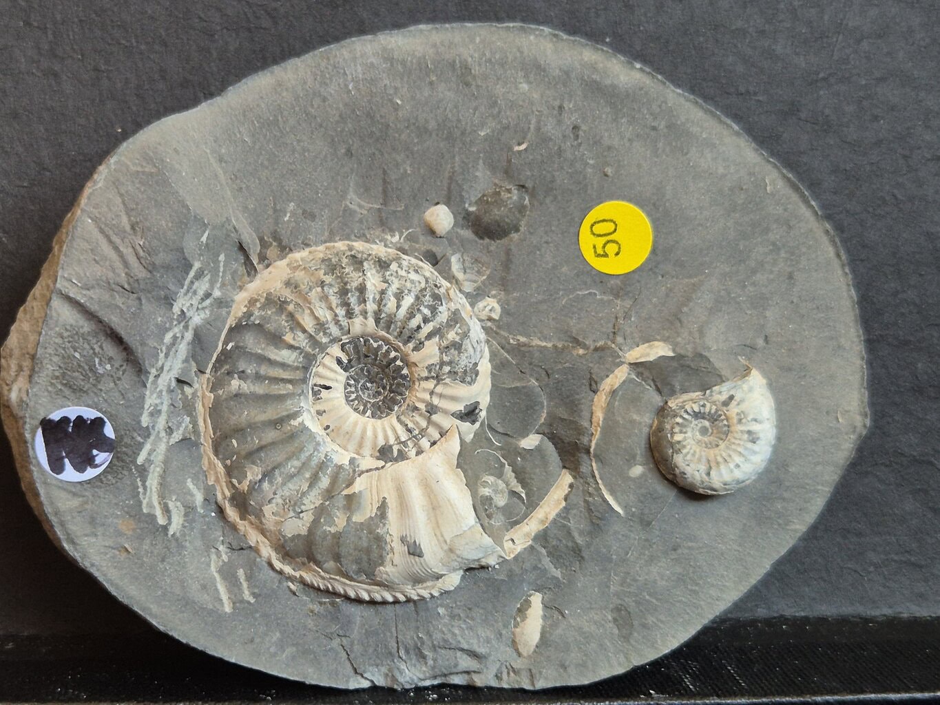 Pleuroceras salebrosum