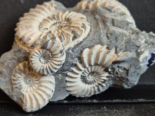 Pleuroceras bloc de 6