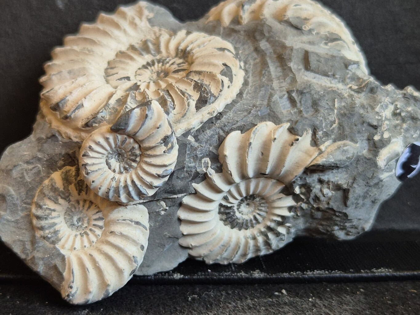 Pleuroceras bloc de 6