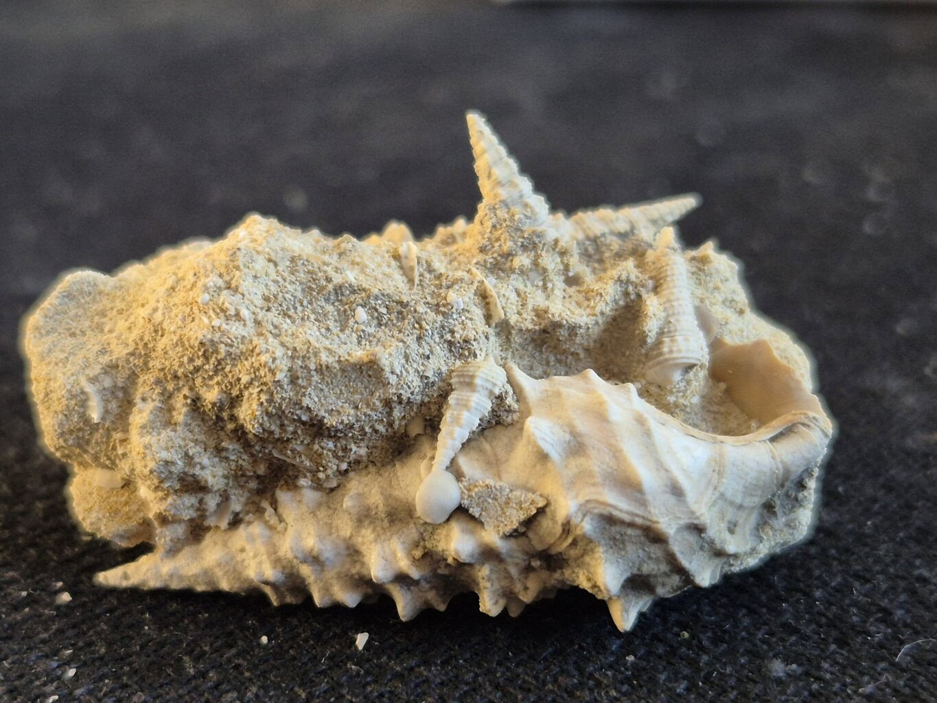 Vicinocerithium2