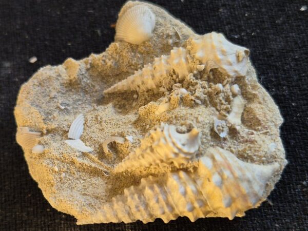 Vicinocerithium
