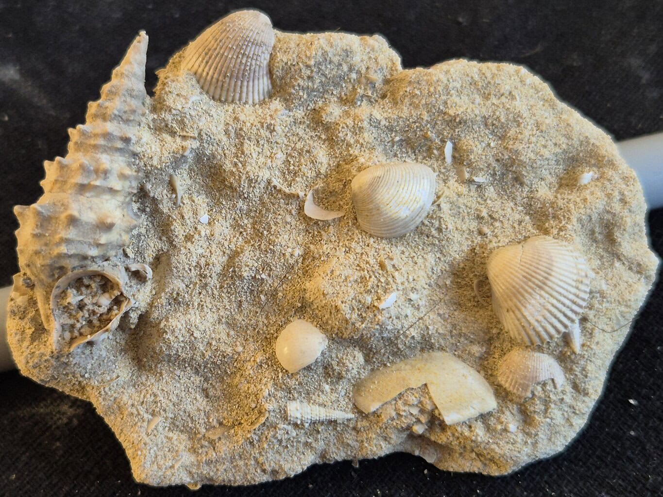 Vicinocerithium1