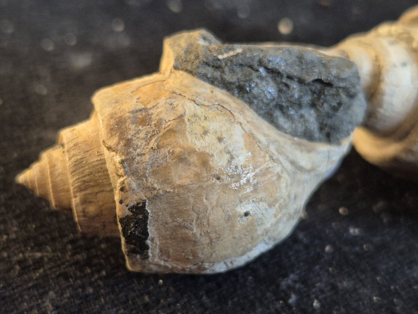 Pseudoamaura1