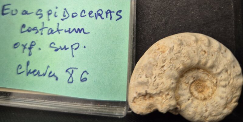 Euaspidoceras encylum