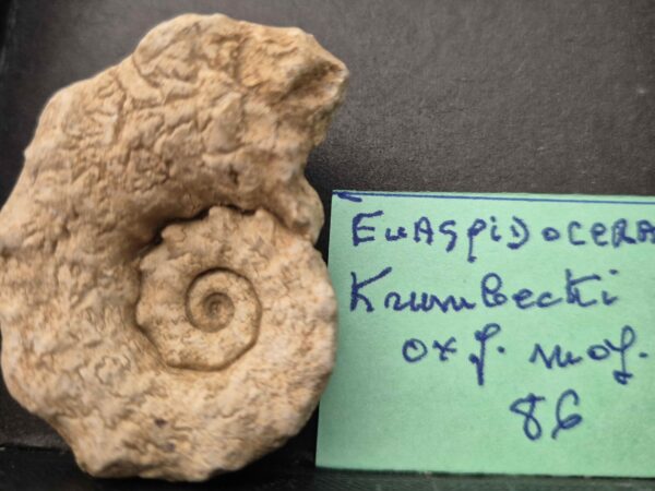 Euaspidoceras krumbecki1