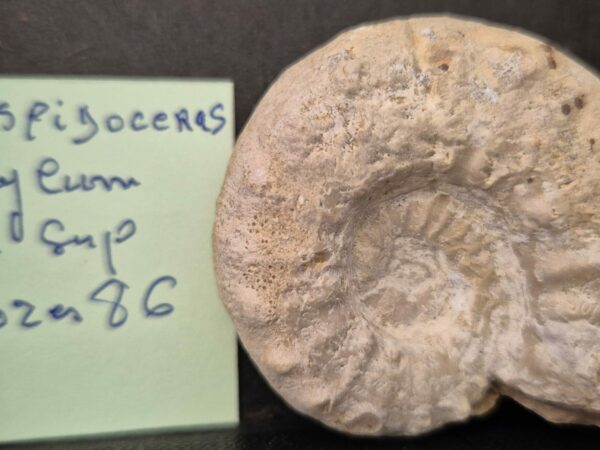 Euaspidoceras encylum