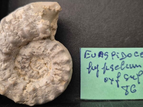 Euaspidoceras hypselum1