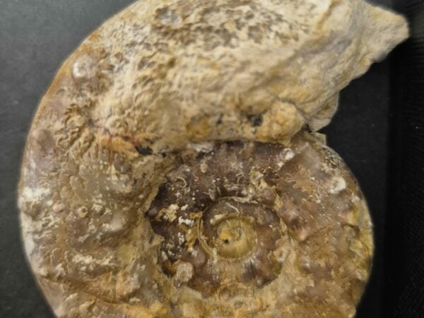 Euaspidoceras perarmatum
