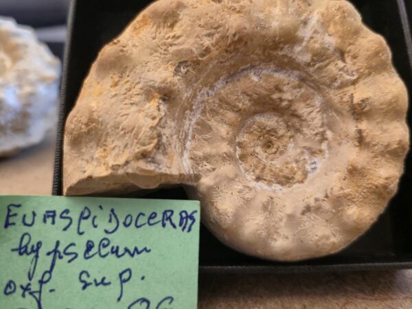 Euaspidoceras hypselum