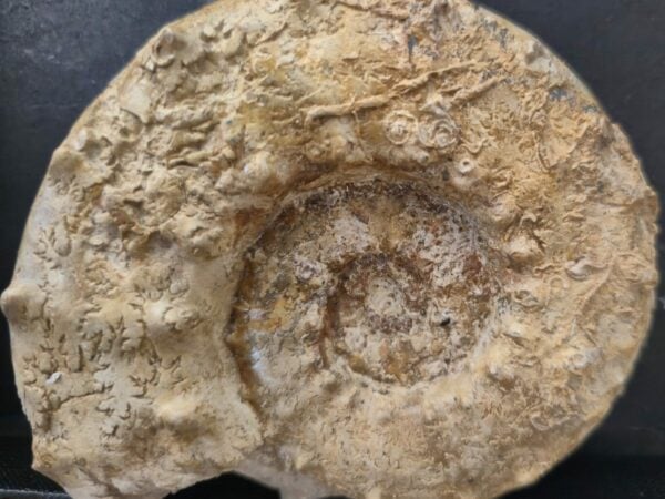 Euaspidoceras perarmatum1
