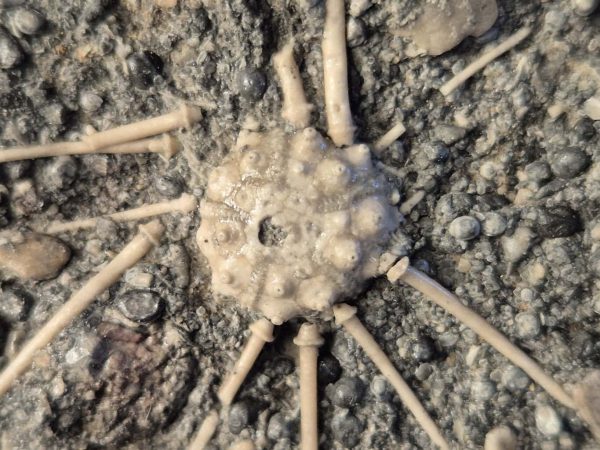 Acrosalenia hémicidaroides2