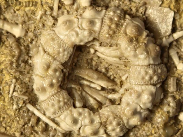 Acrosalenia hémicidaroides3