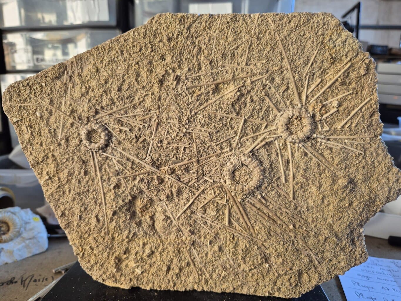 Acrosalenia plaque de 3