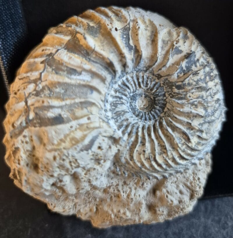 Cardioceras bukowskii