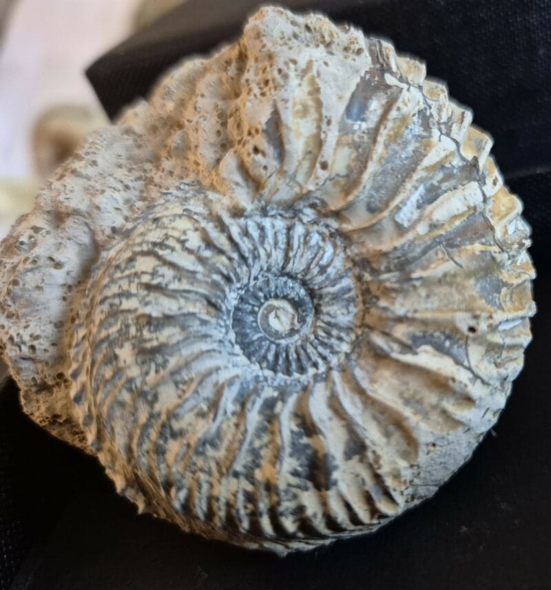 Cardioceras bukowskii