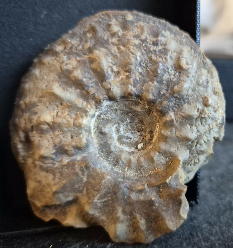 Cardioceras cordatum