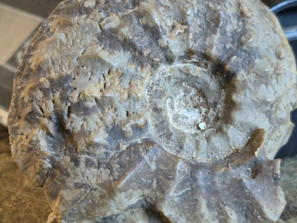 Cardioceras cordatum