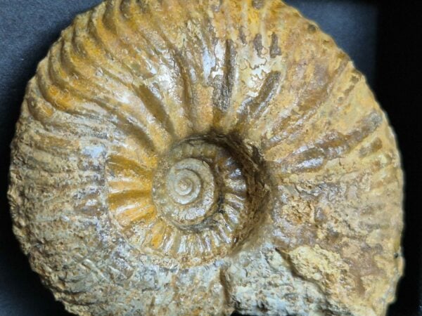 Cardioceras alphacordatum