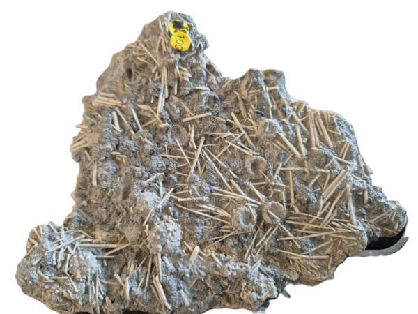 Acrosalenia et spicules