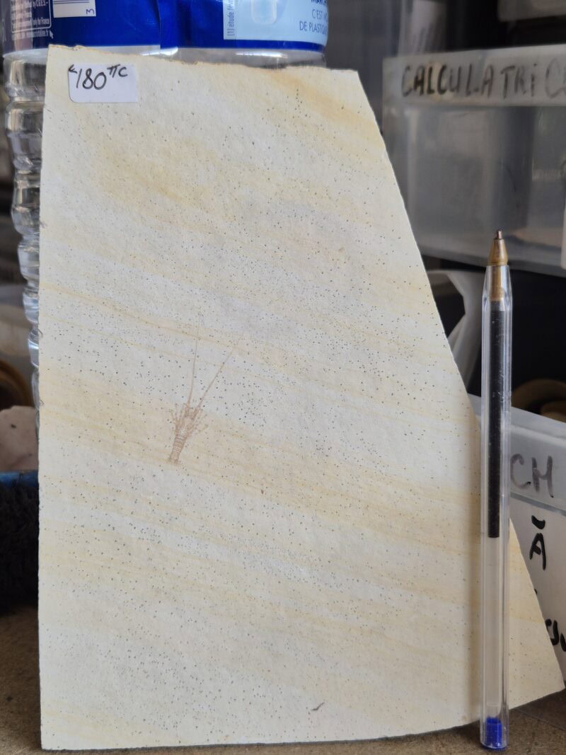 Palinurina longipes
