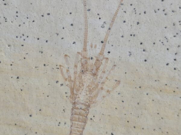 Palinurina longipes