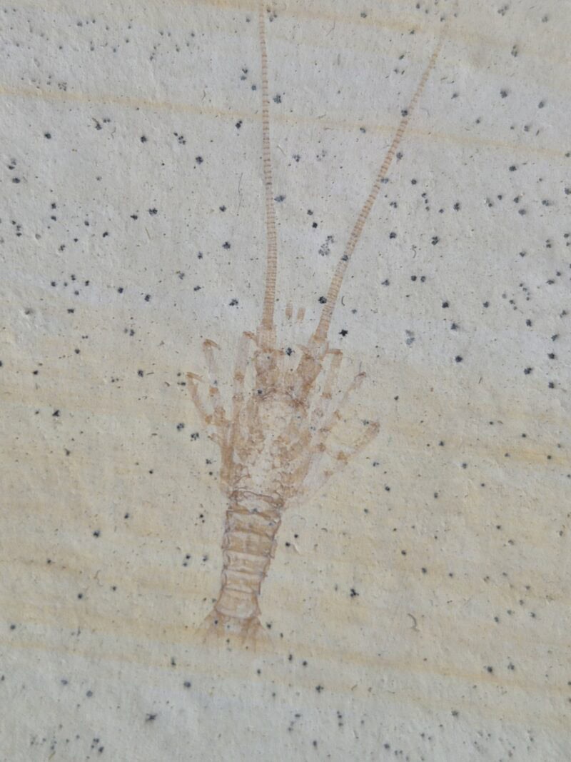 Palinurina longipes