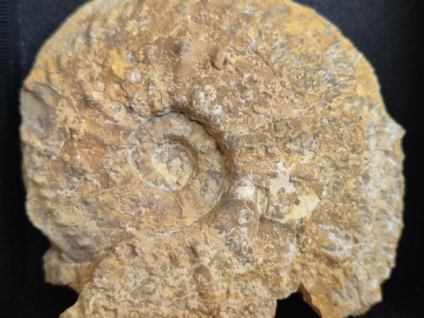 Cardioceras plicatilis