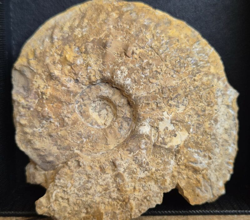 Cardioceras plicatilis