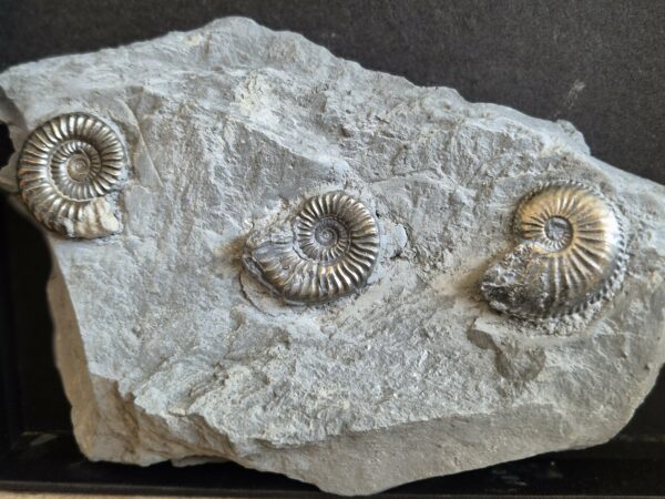 Arietites et Amaltheus