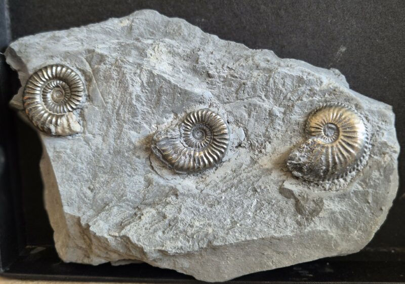 Arietites et Amaltheus