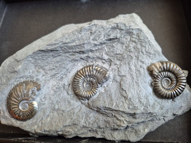 Arietites et Almatheus