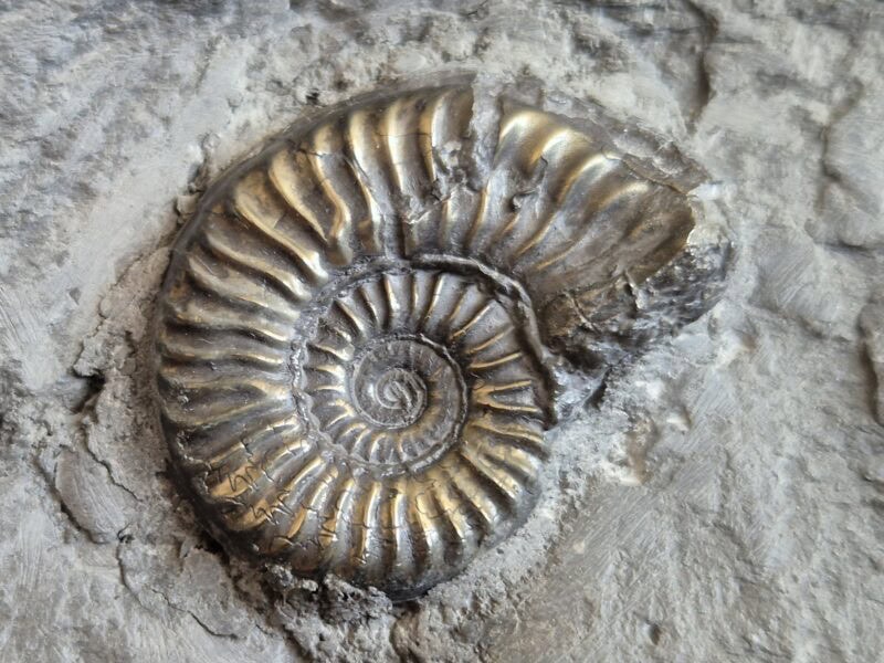 Arietites et Almatheus
