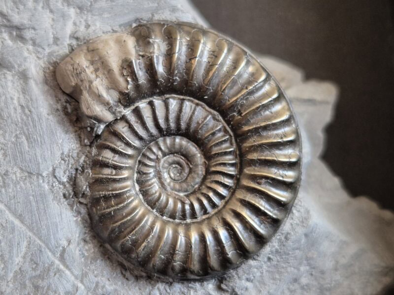 Arietites et Almatheus
