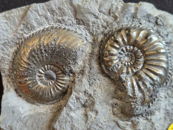 Amaltheus pyritisées