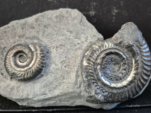 Hildoceras bifrons pyritisées