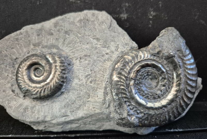 Hildoceras bifrons pyritisées