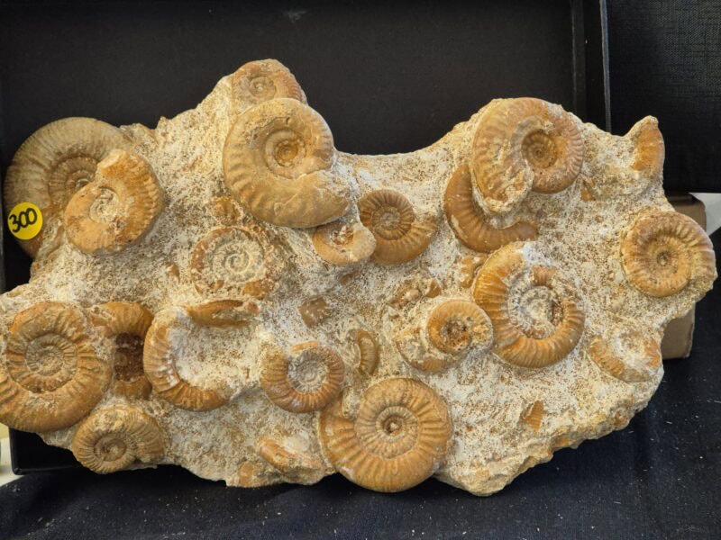 Ammonites St Laon