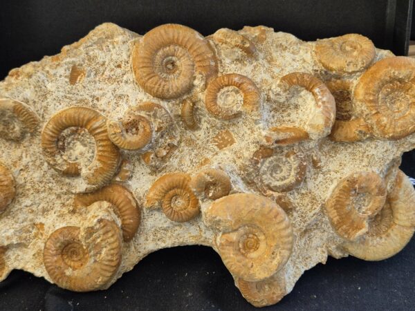 Ammonites St Laon